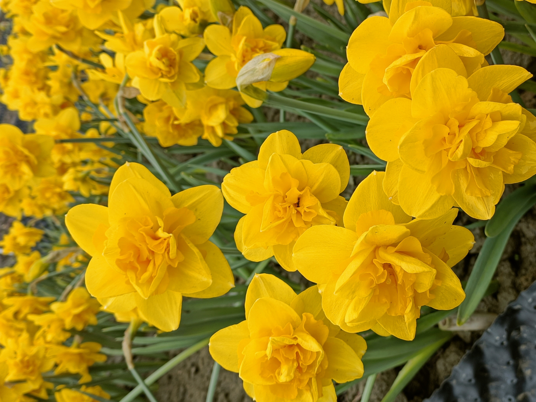 題目:水仙花的搖曳 在微風中,一片黃色的水仙花海泛著微光,彷彿在