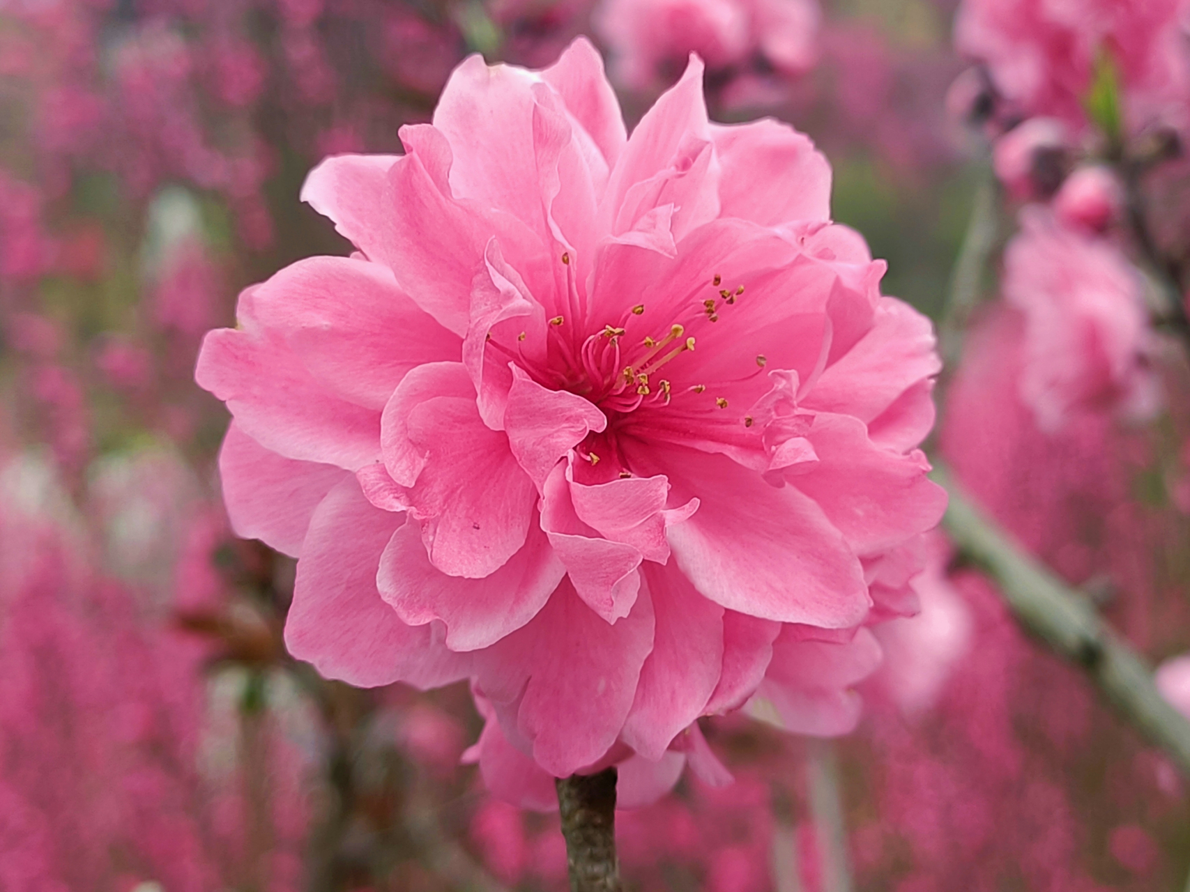 粉色桃花的花瓣在阳光下晶莹剔透,散发着柔和的光泽.