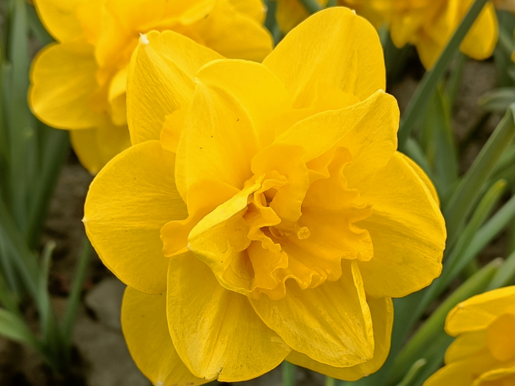 题目:水仙花的摇曳  在微风中,一片黄色的水仙花海泛着微光,仿佛在