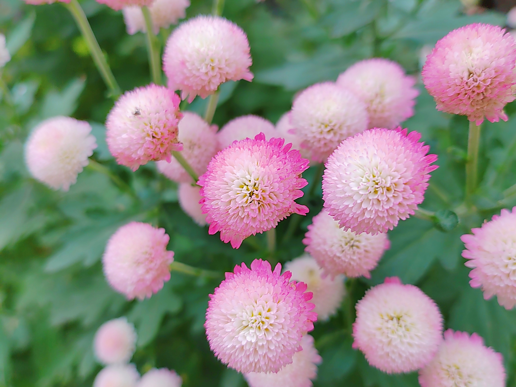 雏菊花是一种非常美丽的观赏植物,当它们在花园的绿叶中盛开时,它们