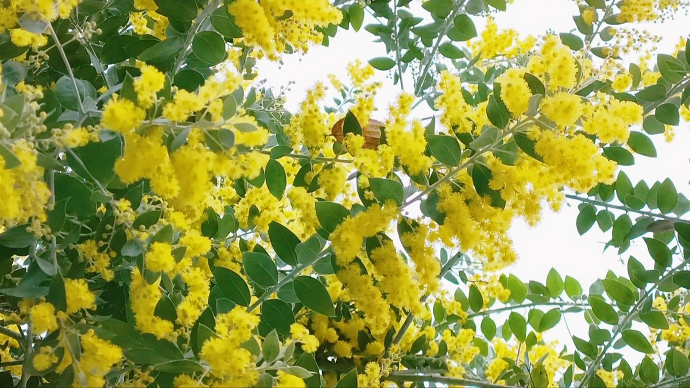 冬季的一抹亮色,金合欢树开花了!