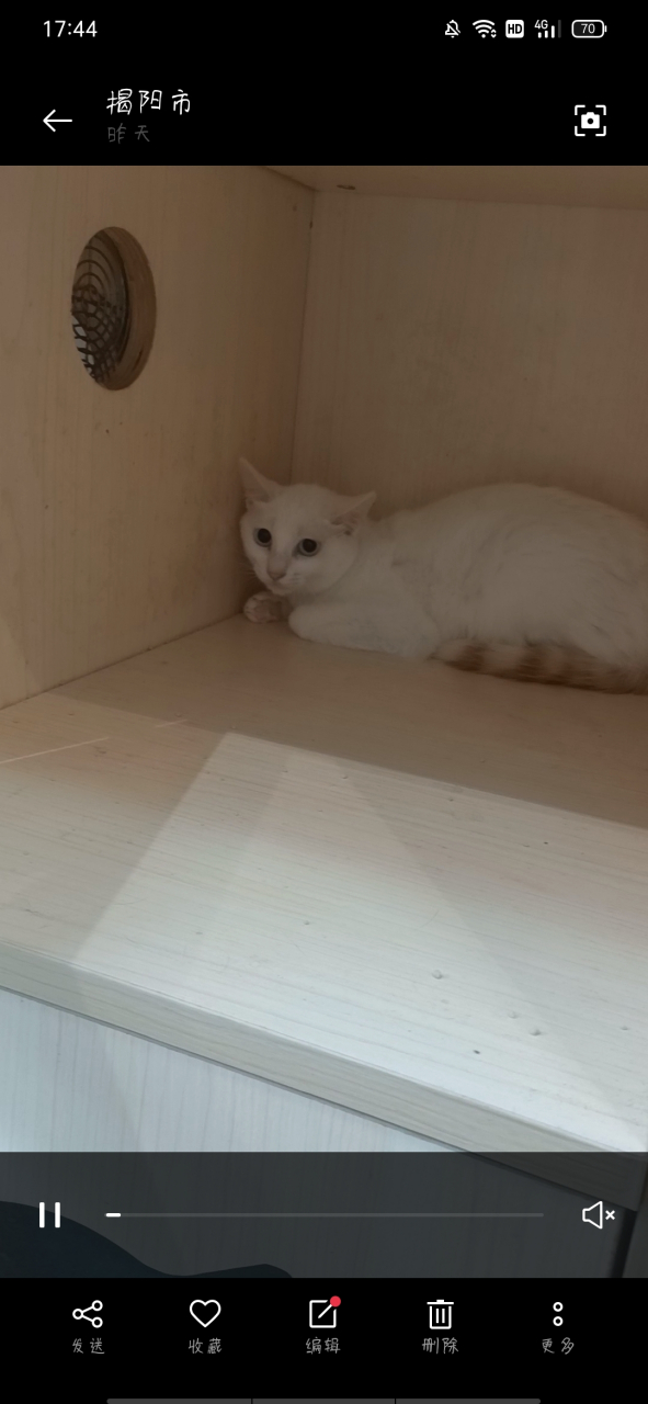 因为个人原因现在急出潮汕金筷猫一只 因为个人原因急出潮汕金筷猫