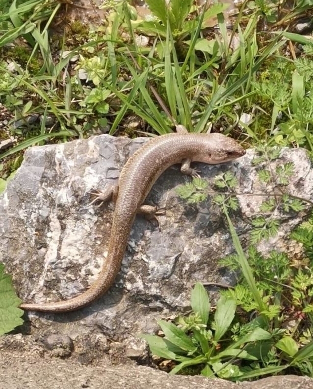 我那里叫他狗母蛇.