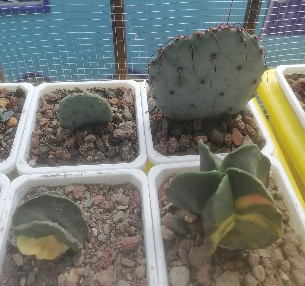 仙人掌为什么有刺