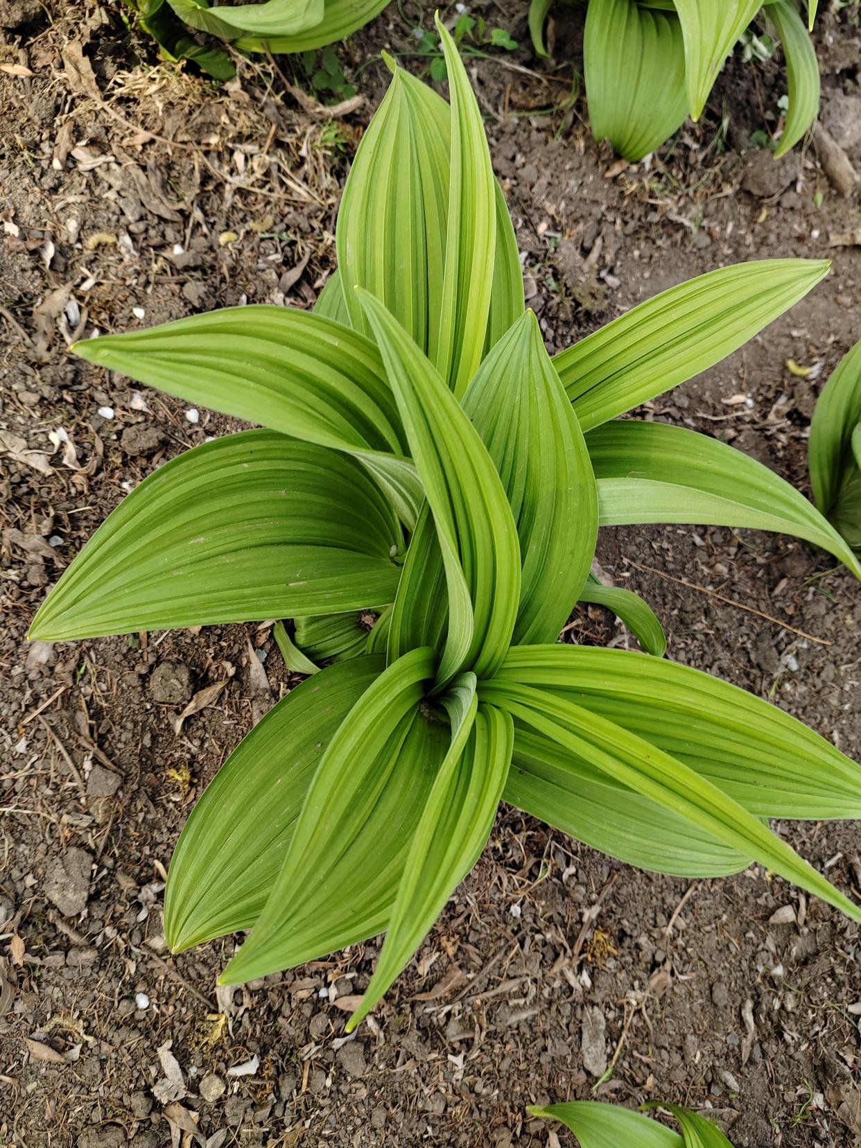 若无爱者,无忧也,脱膜草图片白芨万年青叶子图片万宝草的图片无梦葺