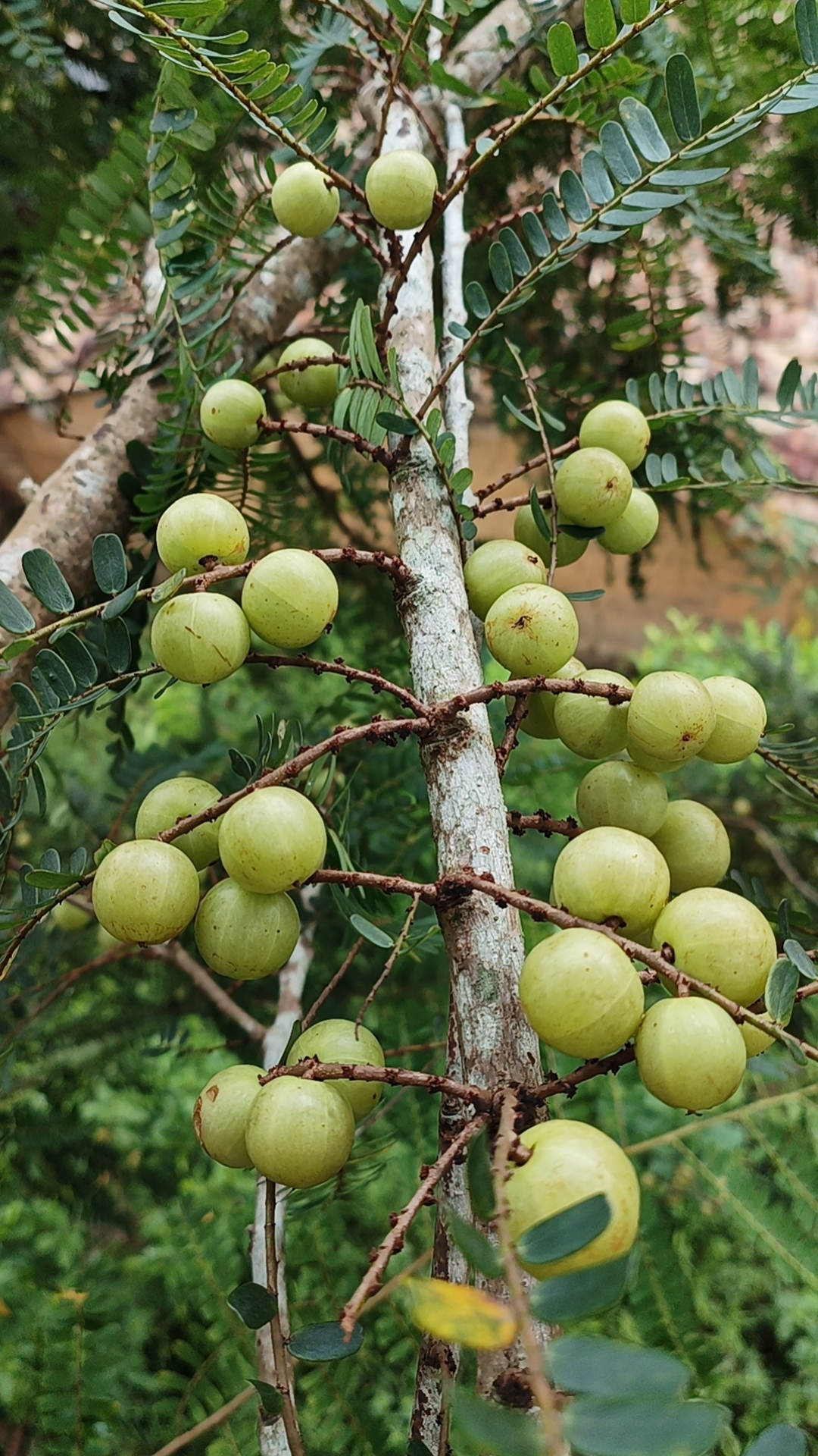 还有多少人记得这种水果?