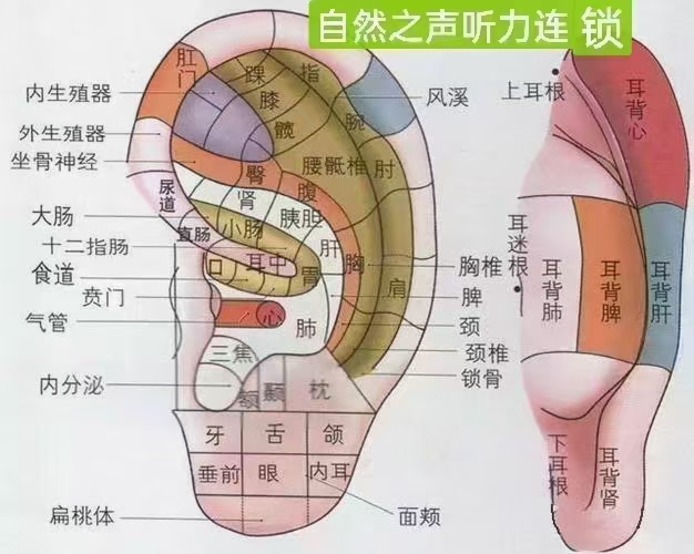 耳朵和大脑结构示意图图片