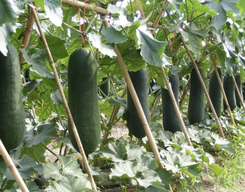 水果蔬菜中冬瓜,西瓜和南瓜是以什么命名的?