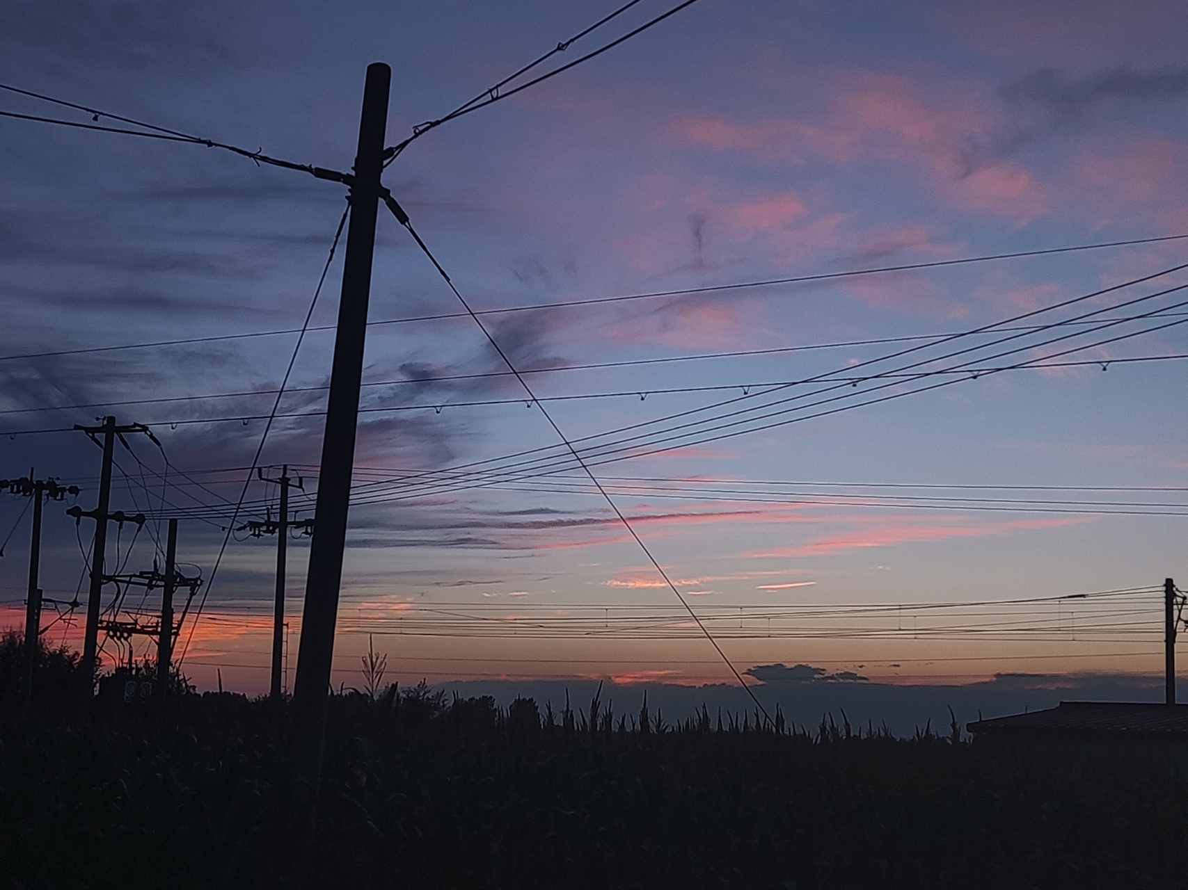 banned，bannedbookrog