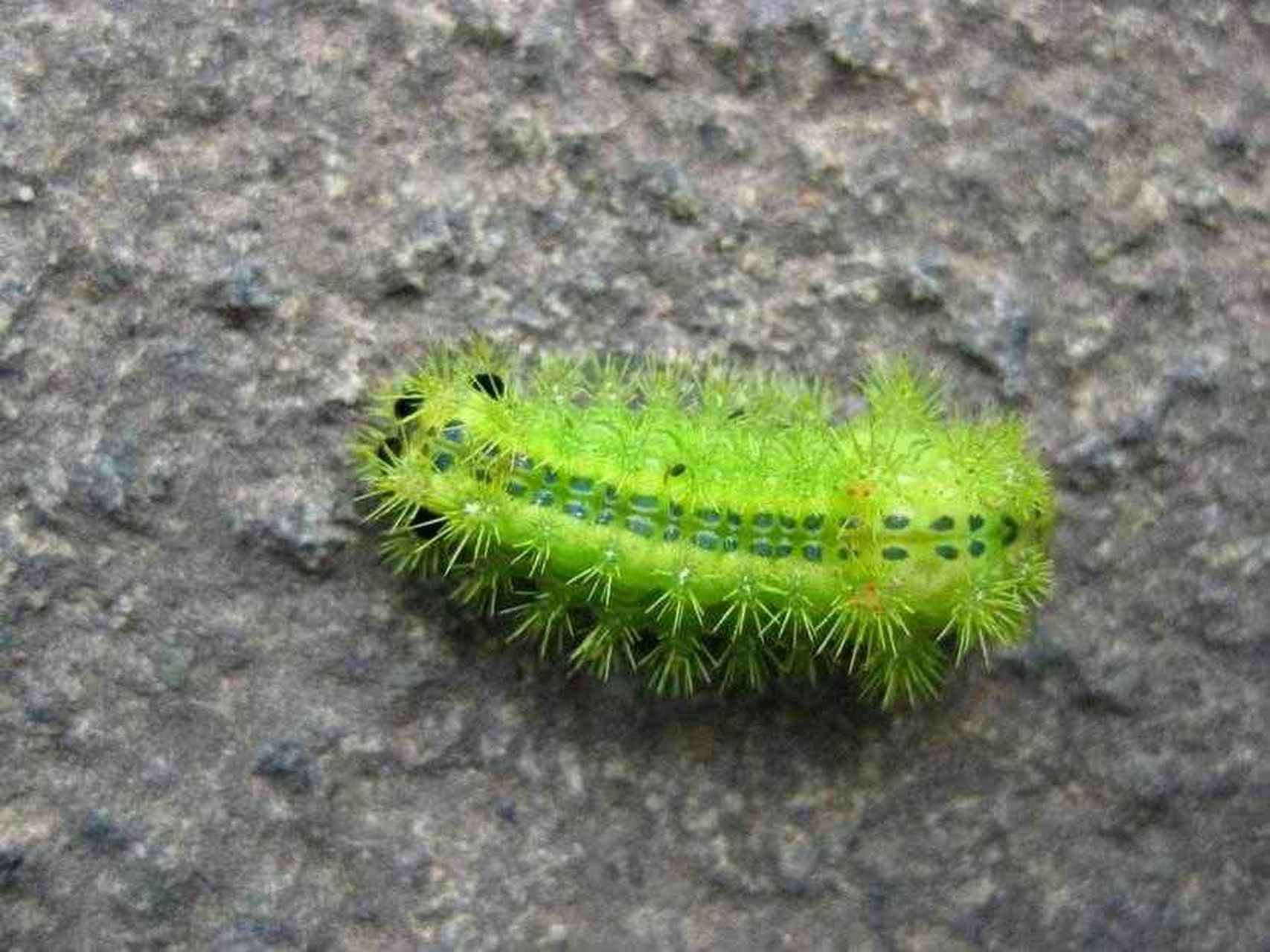 臭名昭著枣巴狗