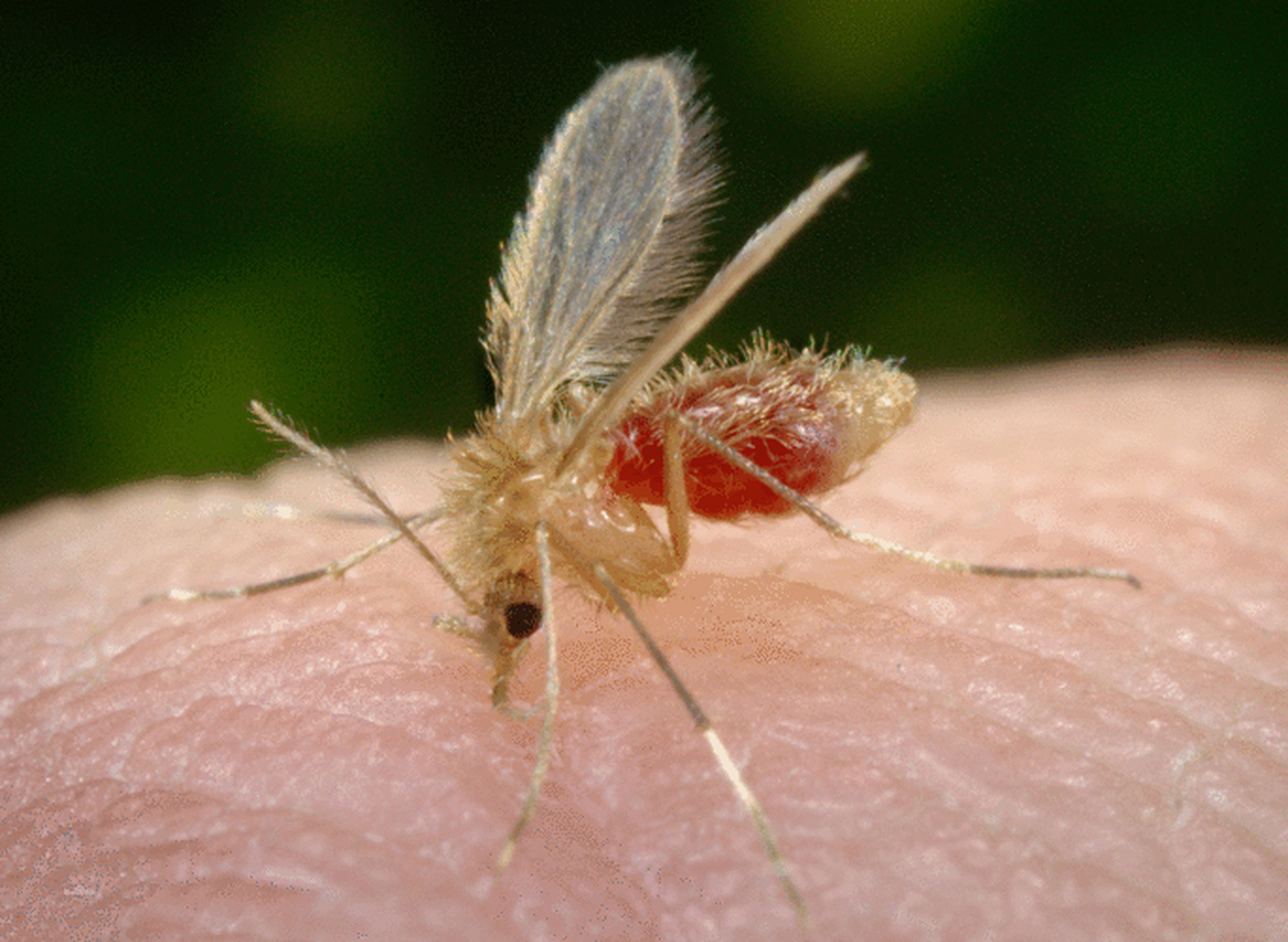 中华白蛉是一种分布较为广泛的昆虫,为我国黑热病的主要传播媒介.