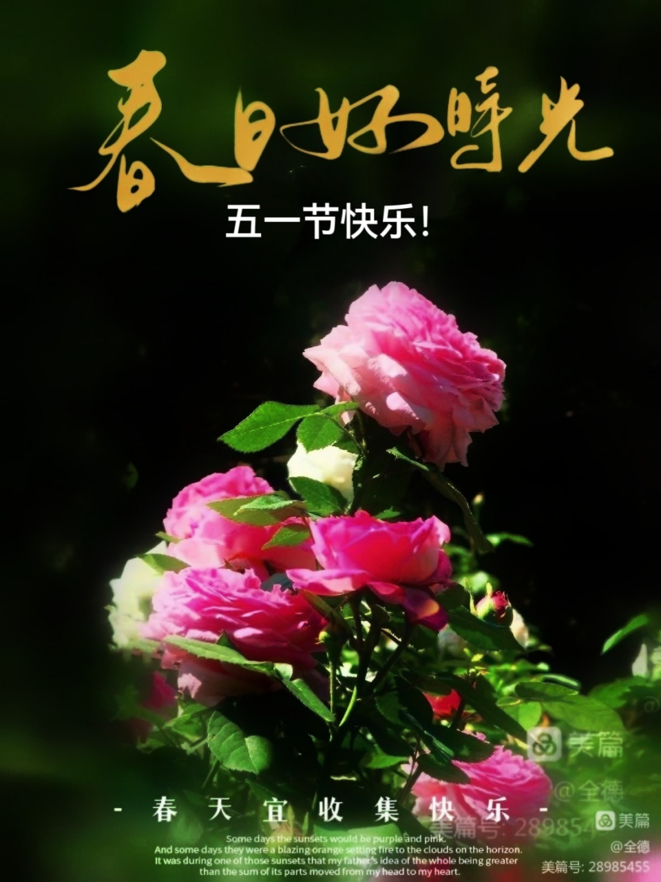花中皇后【月季花】—— 牡丹谢吧我登台, 虽不富贵花常在.