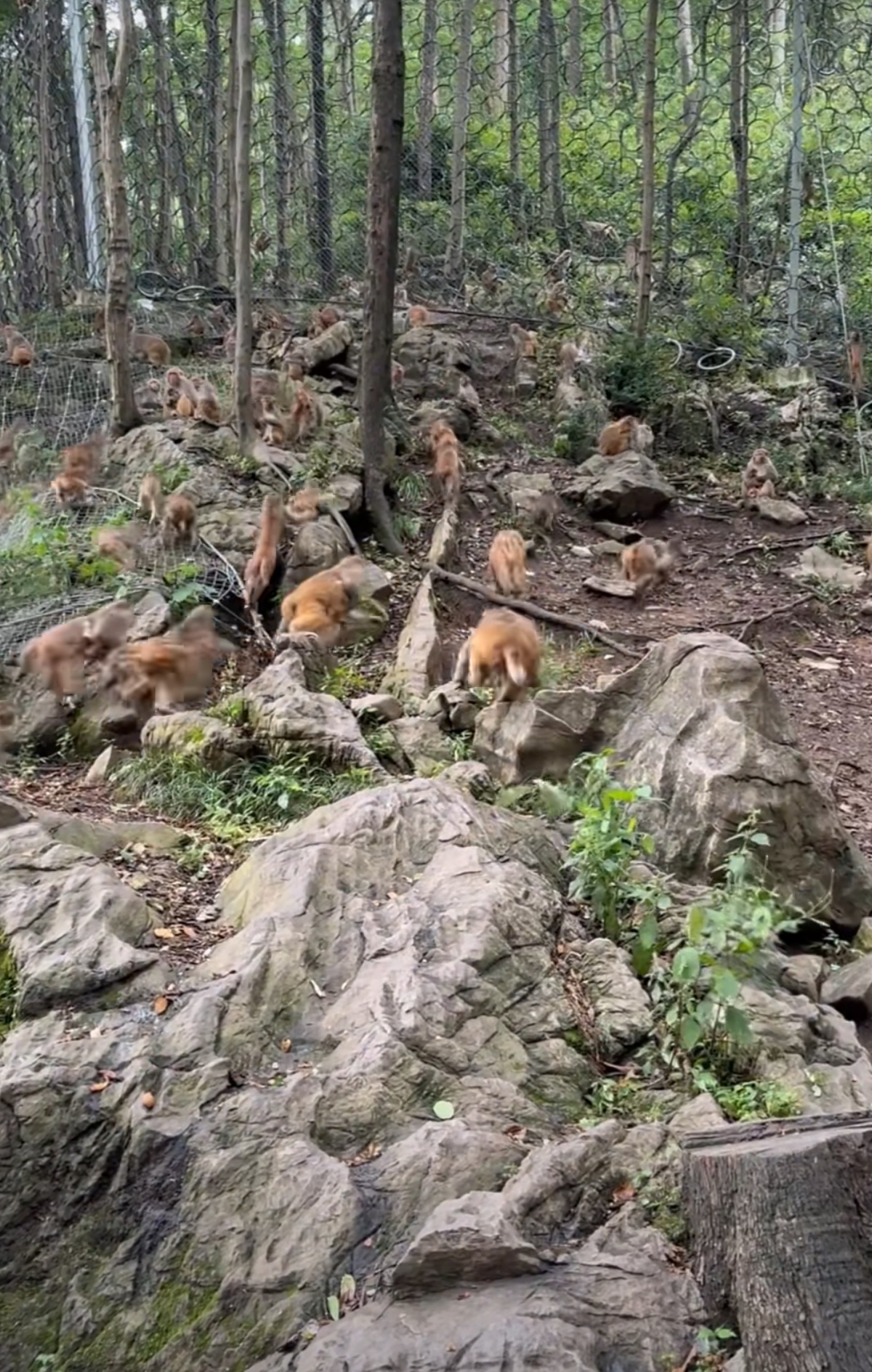 巫山小三峡猴子图片