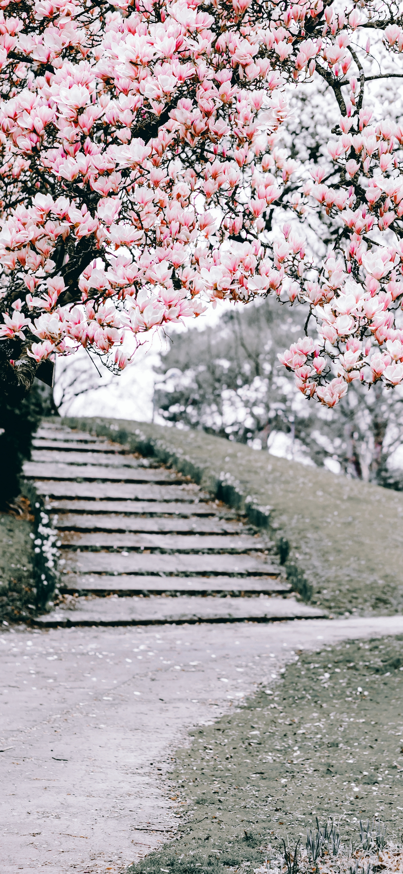 姹紫嫣红;生活如歌,美妙动听;生活如酒,芳香清醇;生活如诗,意境深远
