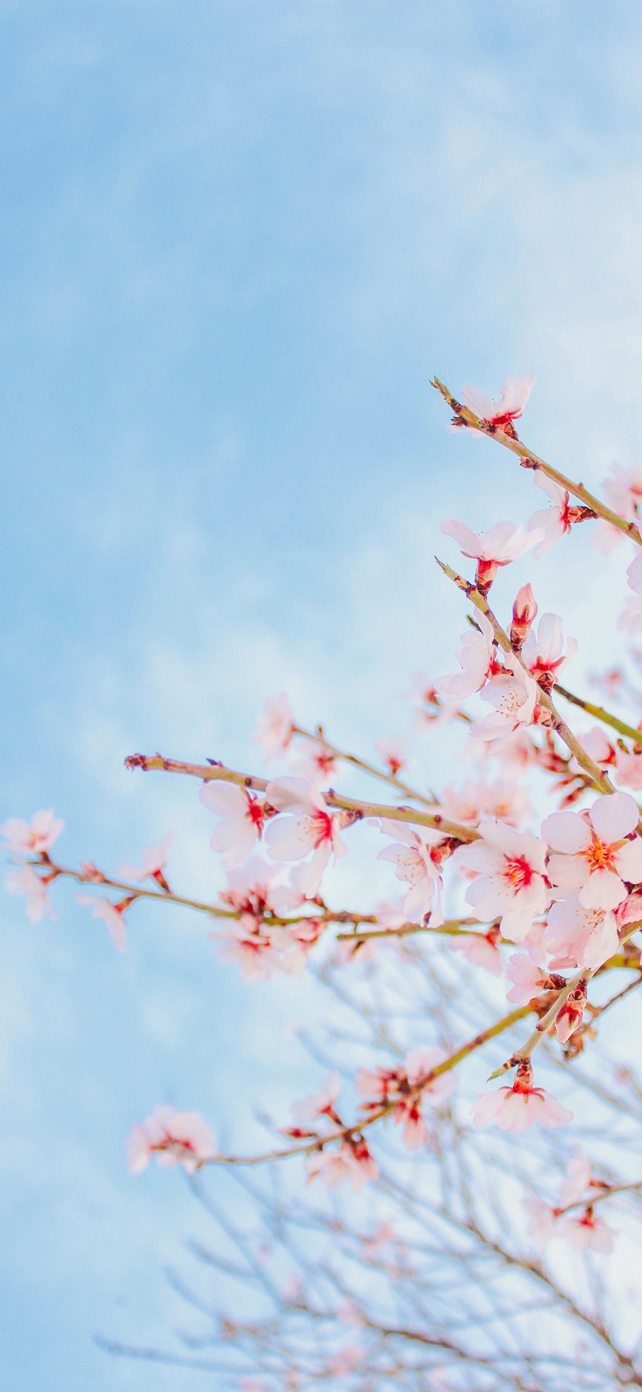 姹紫嫣红;生活如歌,美妙动听;生活如酒,芳香清醇;生活如诗,意境深远