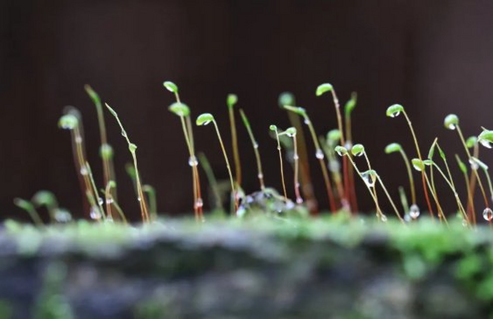 生而為人,慾望滿身.清心寡慾不就不油膩了嗎?