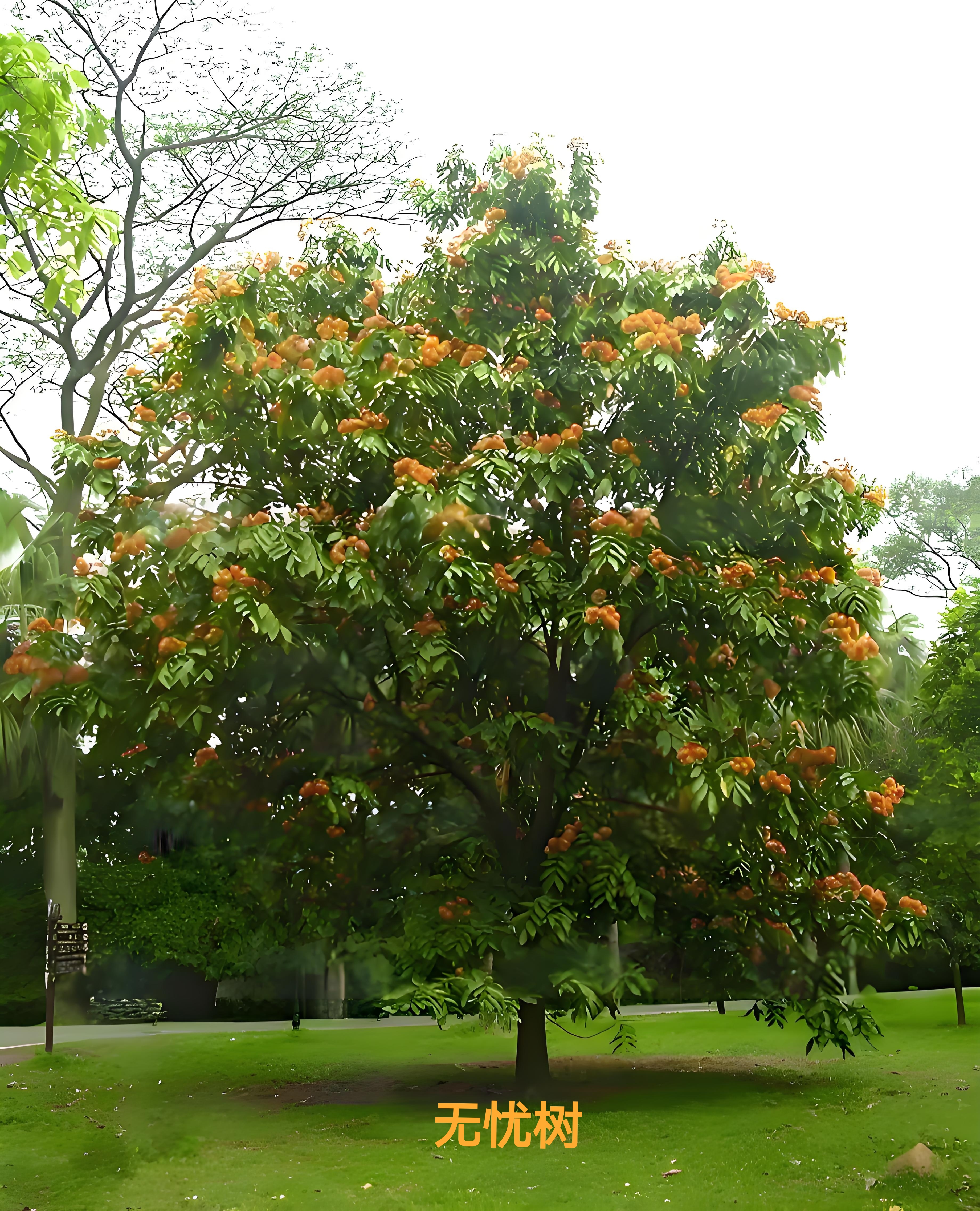 佛教圣树考辨:无忧树,菩提树,娑罗树与七叶树的厘清