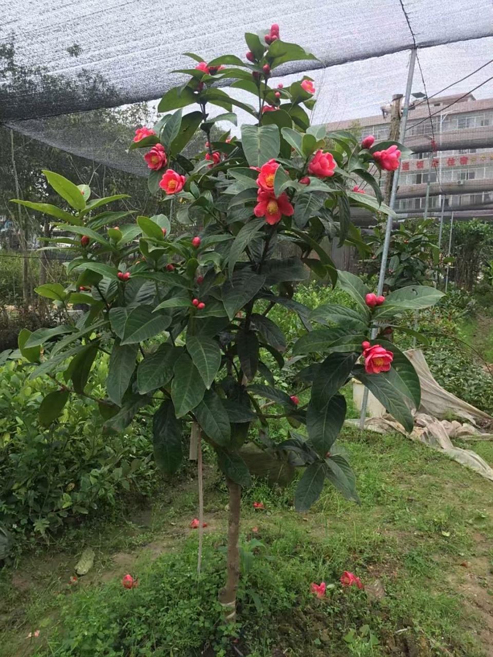 越南红抱茎茶,开花多又好看,有苗有苗