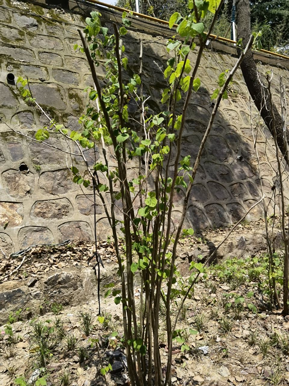 没有儿童的儿童节 今天六月一日,儿童节,桌上的台历显示,宜天真!有意