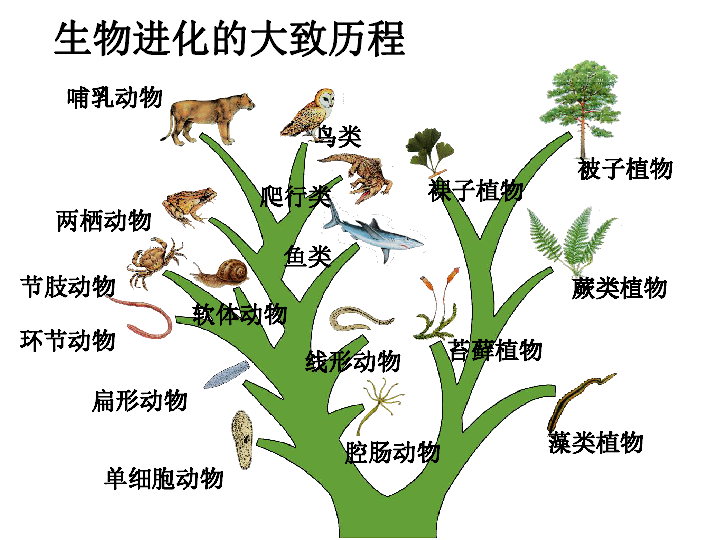 进化链图片