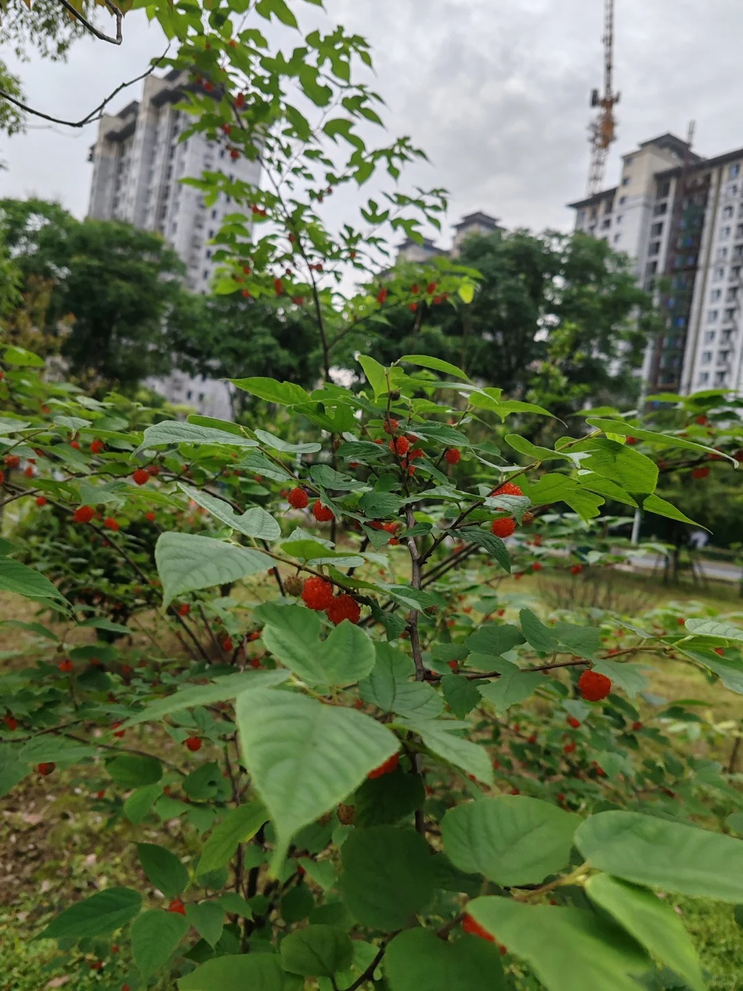 野草梅树图片图片