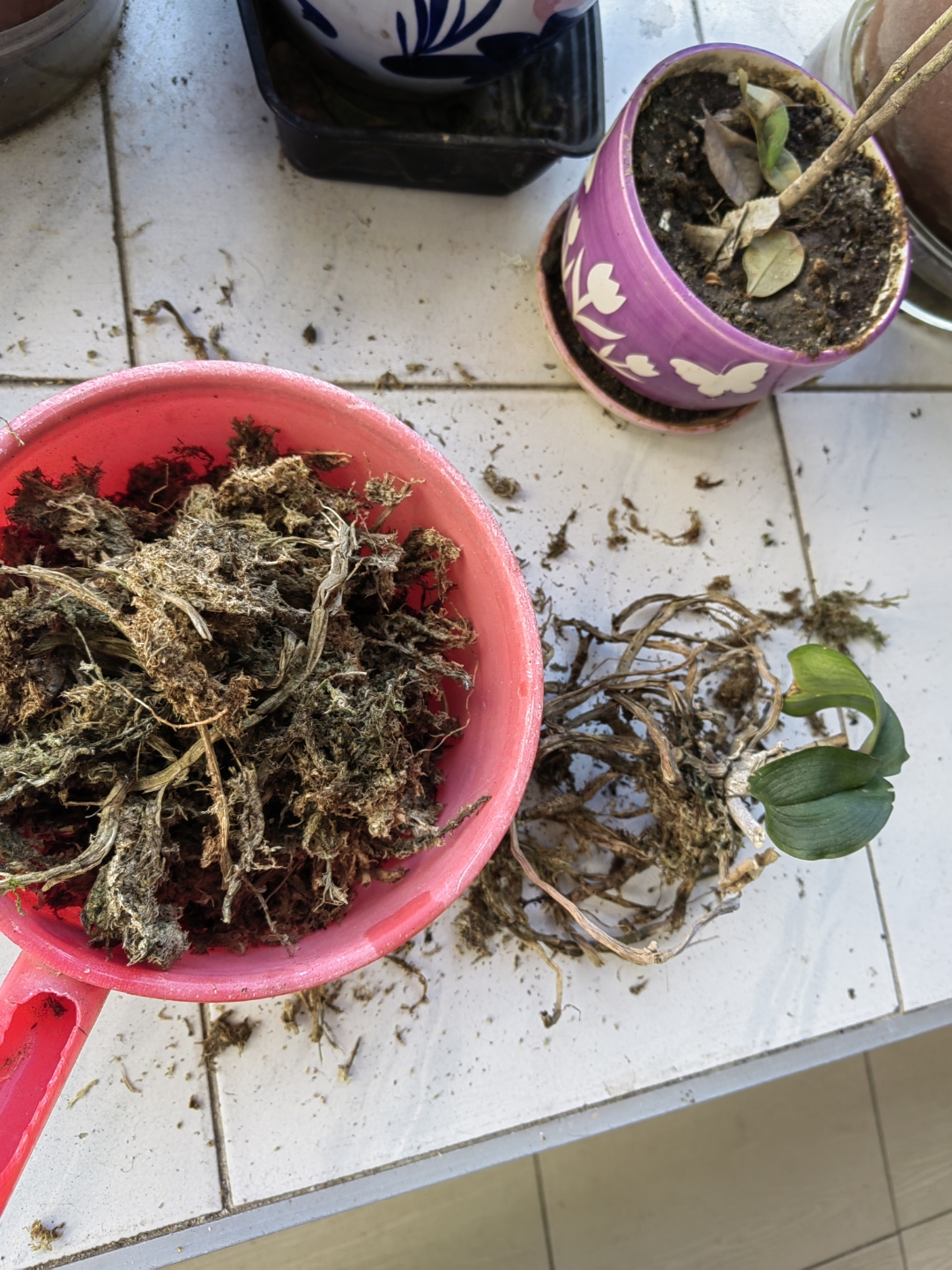 放任四年不管的可怜兰花,终于有时间摆弄摆弄,去掉旧