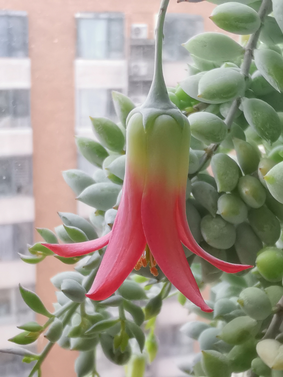 多肉之达摩福娘花朵