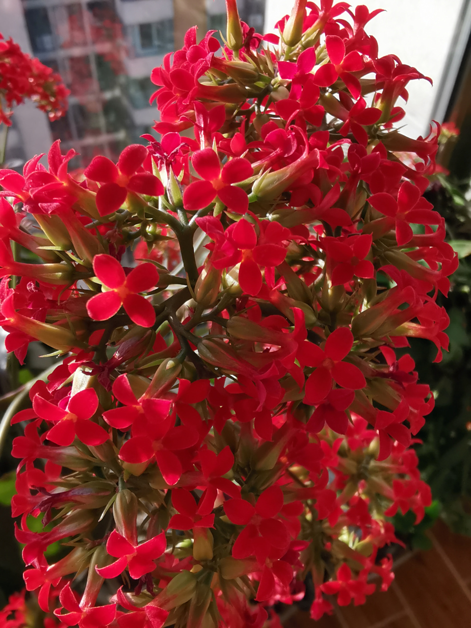 养花那点事#  家里的老派凤尾长寿花花期如约而至,今年的花簇较去年