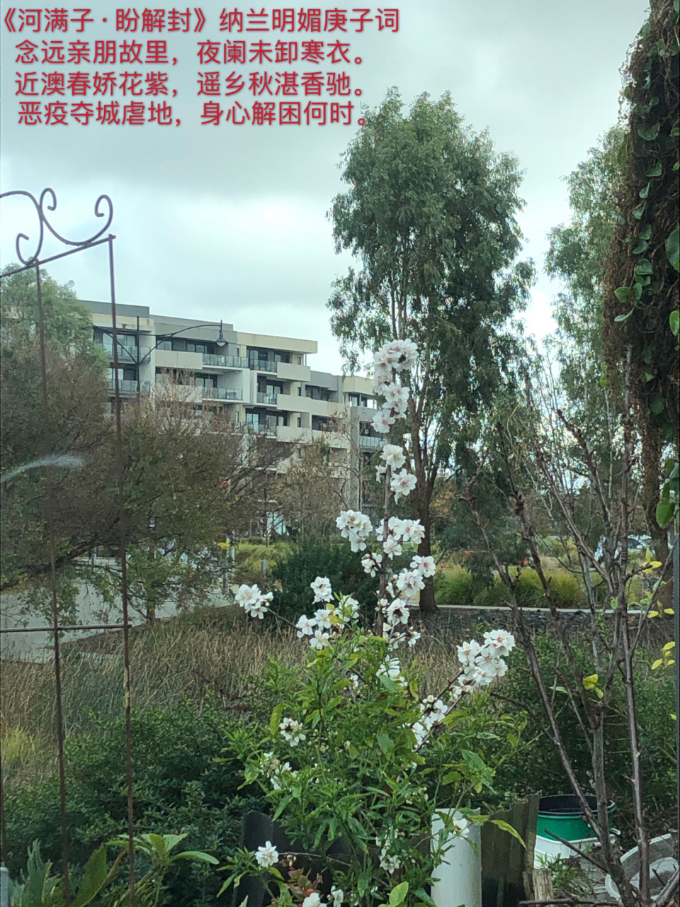 《河满子·盼解封》纳兰明媚庚子词 念远亲朋故里,夜阑未卸寒衣.