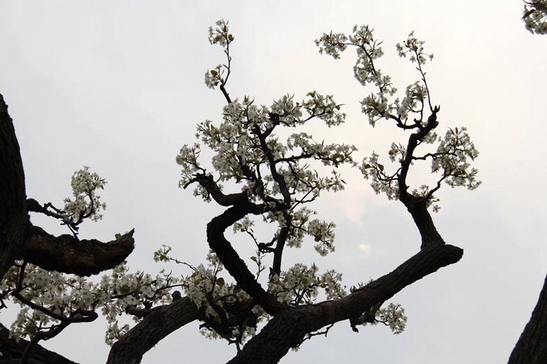 古朴苍劲～魏县千年古梨树