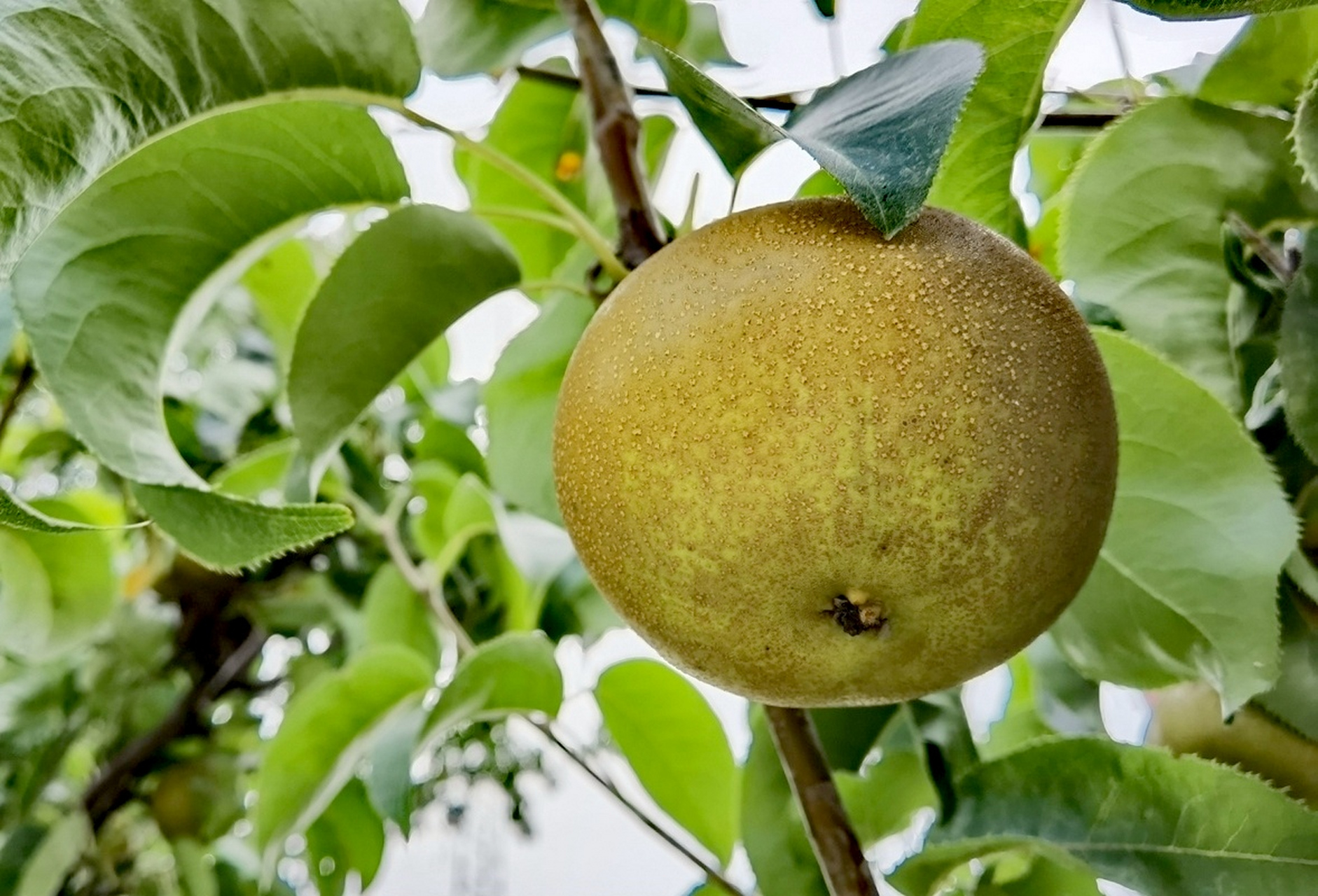 有个人买了一箱梨,天气热怕梨坏了可惜,每天挑几个最差的吃掉,最后却