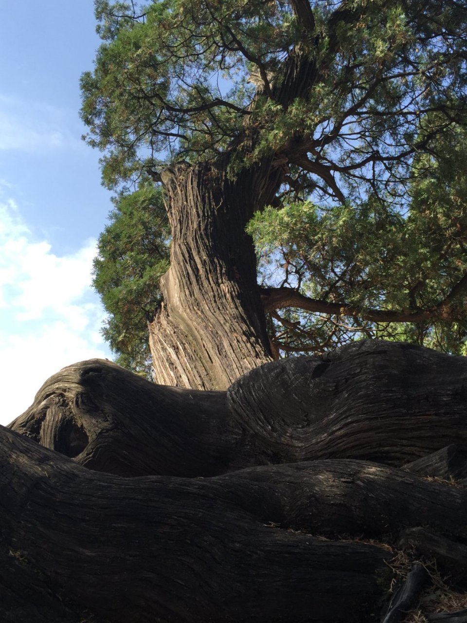 劲柏苍松知苦难,人尝苦涩终回甘.