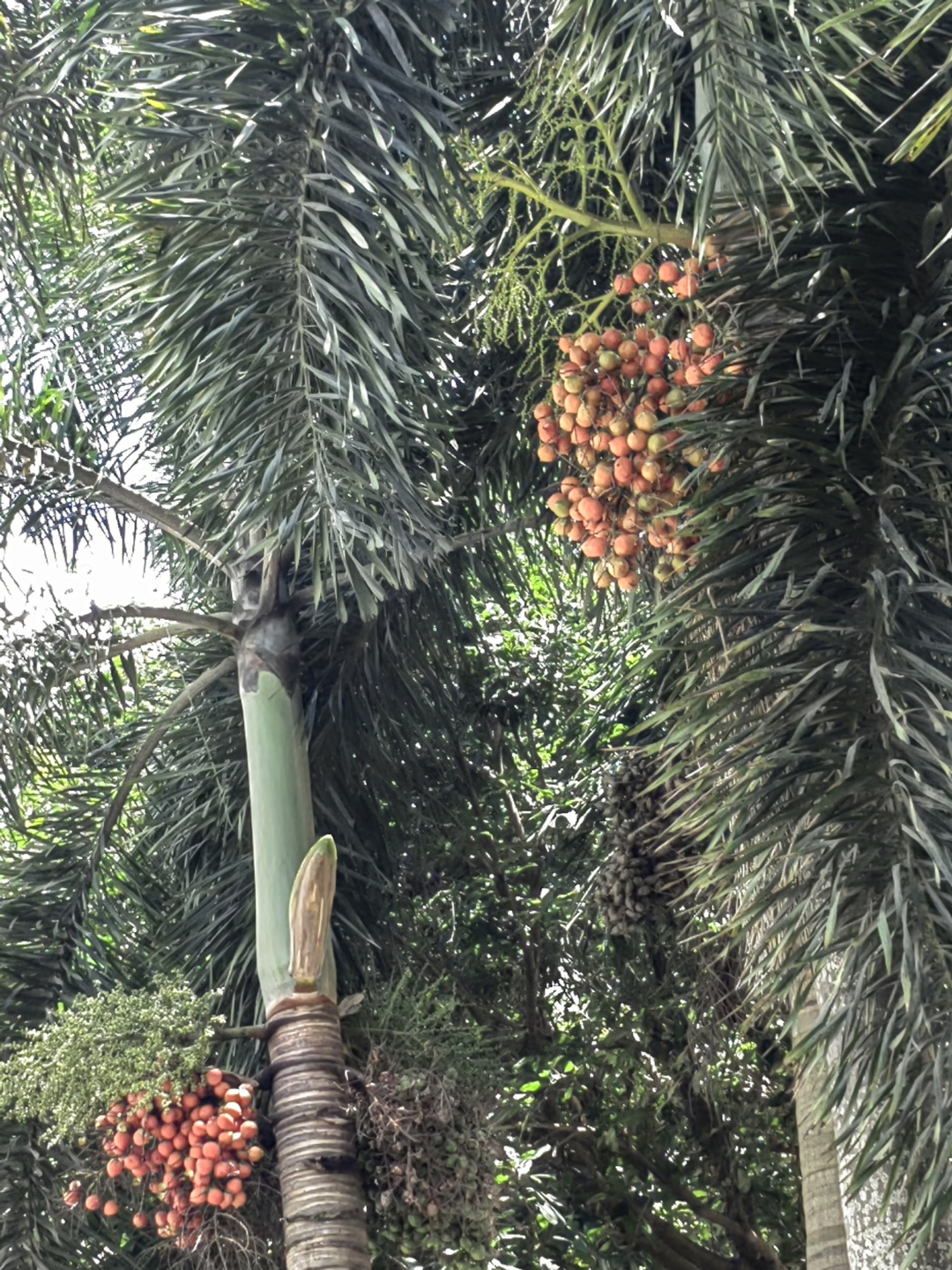 的重要流派之一,具有浓像椰子树的是什么树