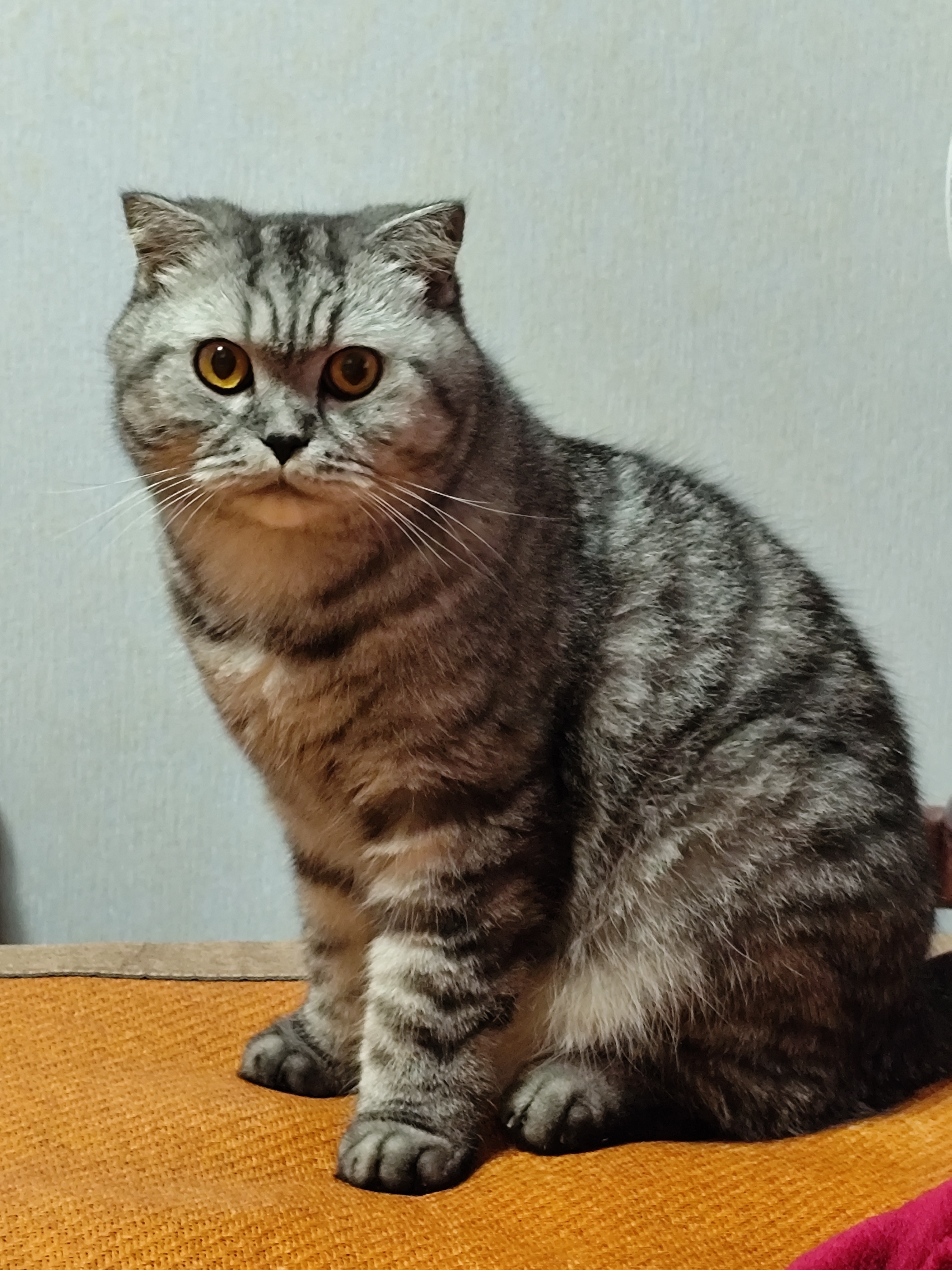 猫为什么叫tom为什么在线