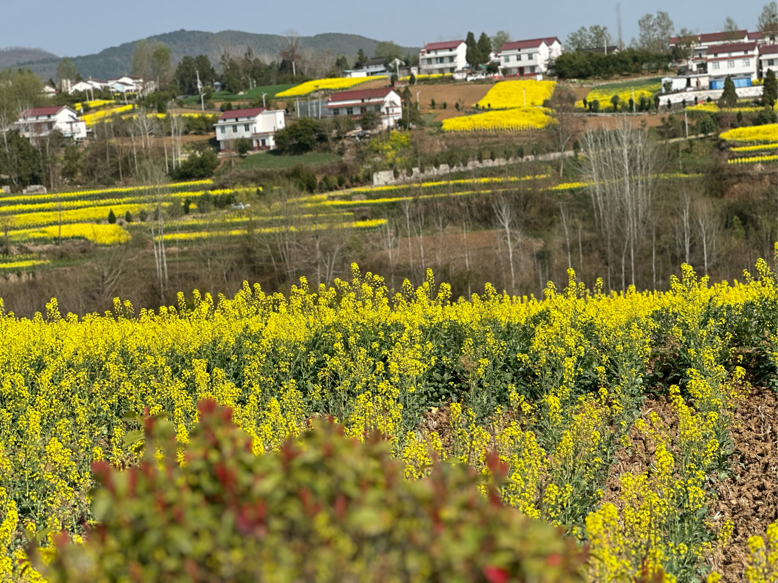 汉中油菜花高清图片