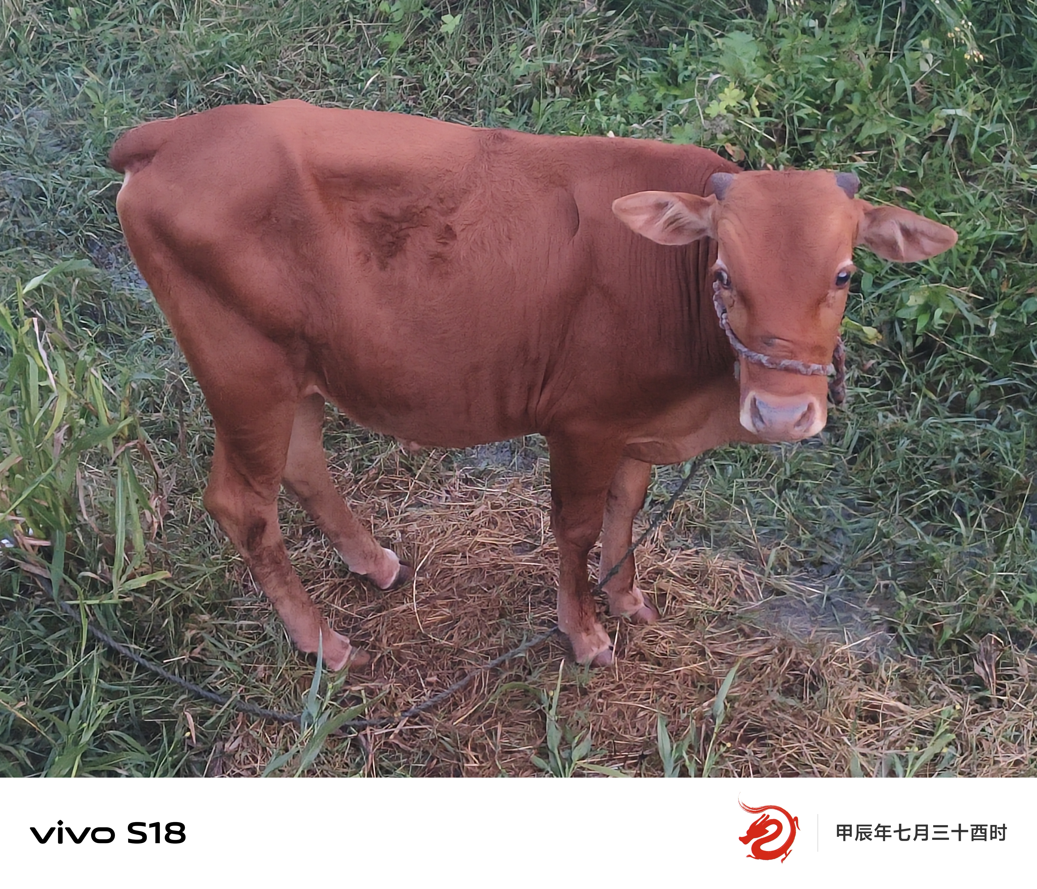 相互好奇的打量着,可爱的小黄牛也不怕人!