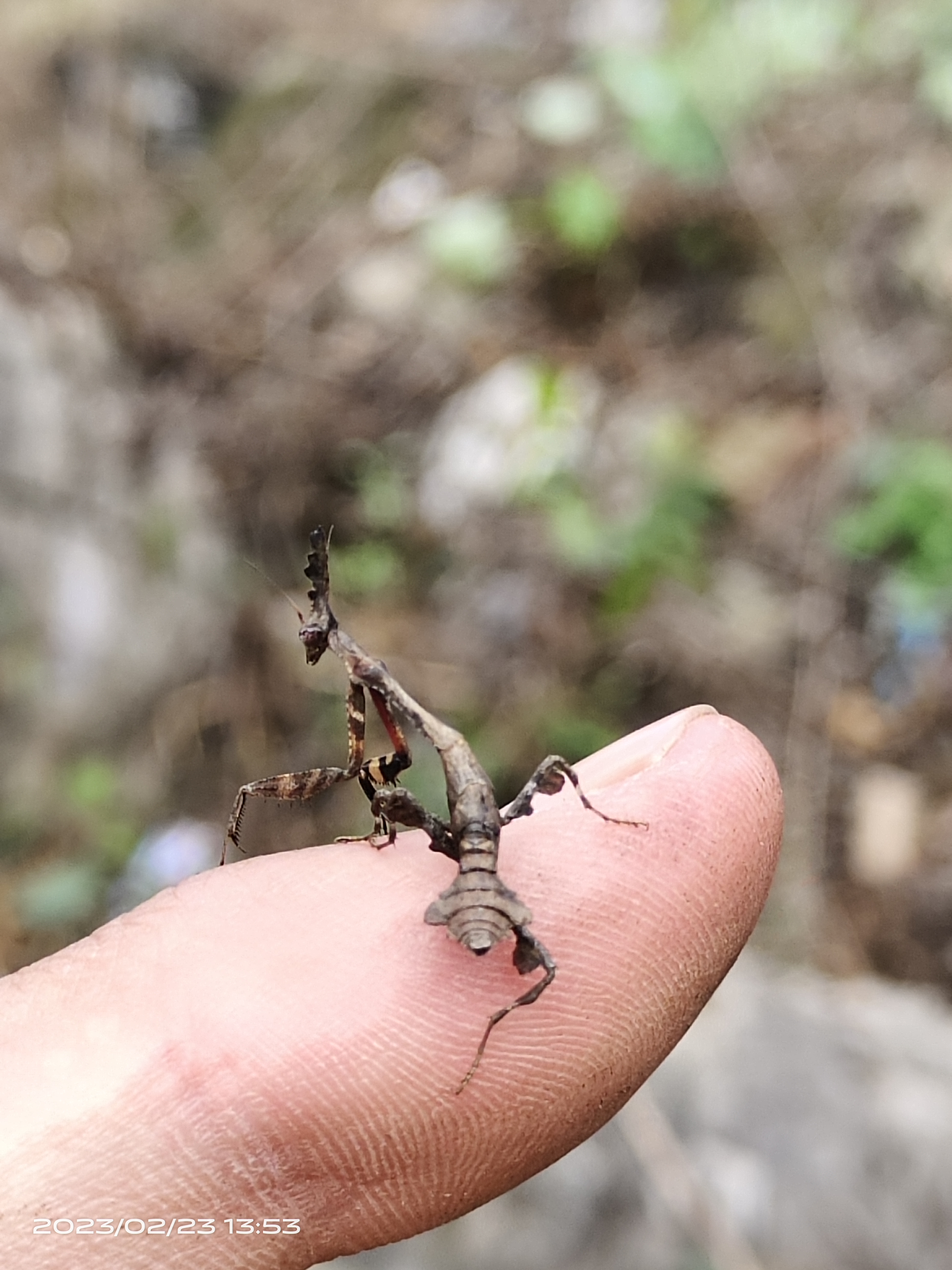高冠幽灵螳螂