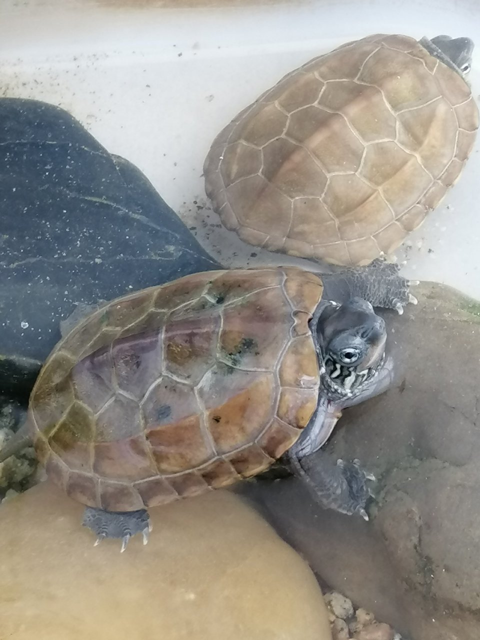 养了2年土龟…只吃生瘦肉