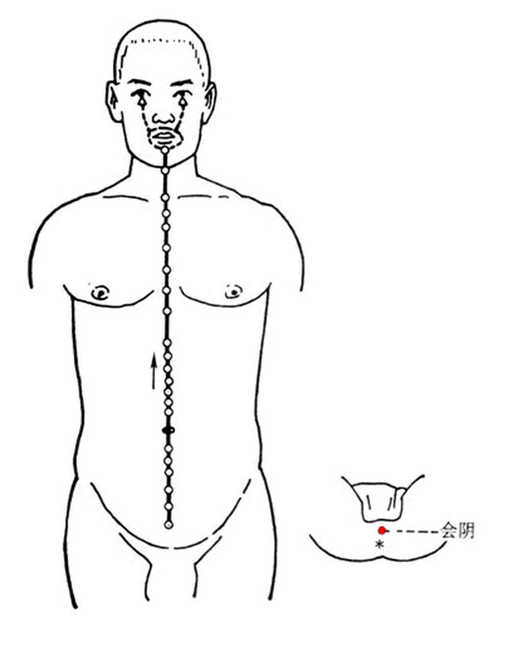 任脉  任脉位于正前胸,心脏脾胃行不通; 上连乳腺下子宫,万一不通变