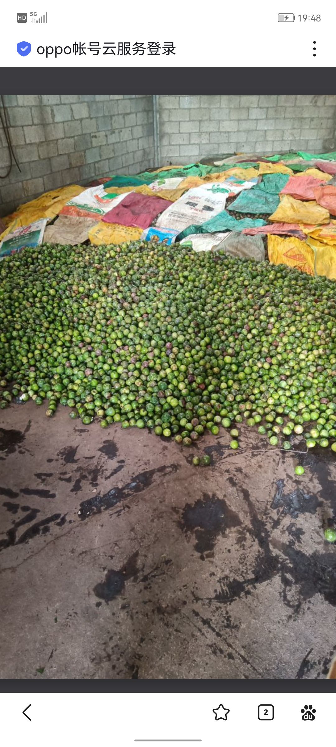 想要野生蒜头果油的联系我,400元/斤.