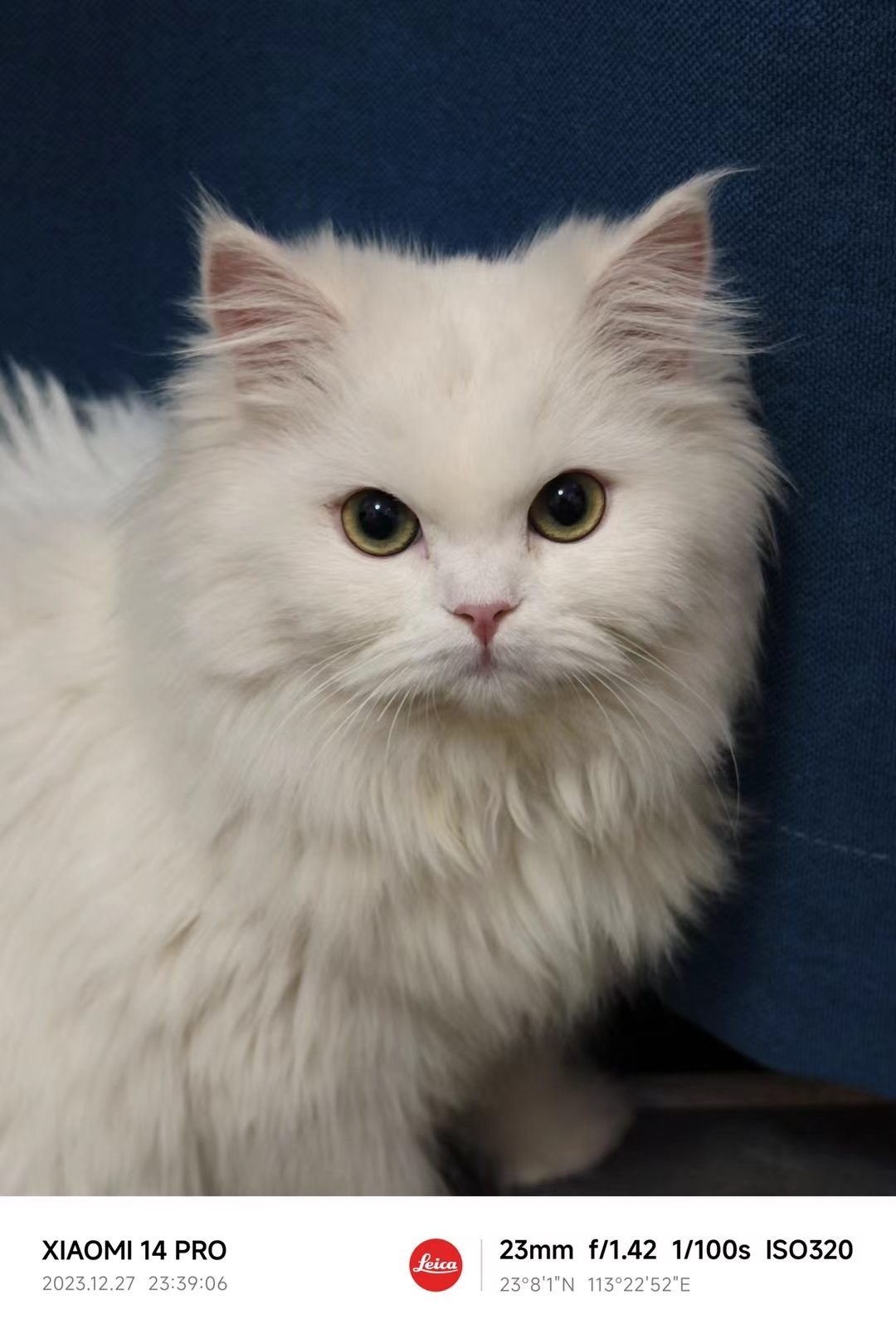 毛发浓密,眼神明亮,这只白喵真的太可爱啦!