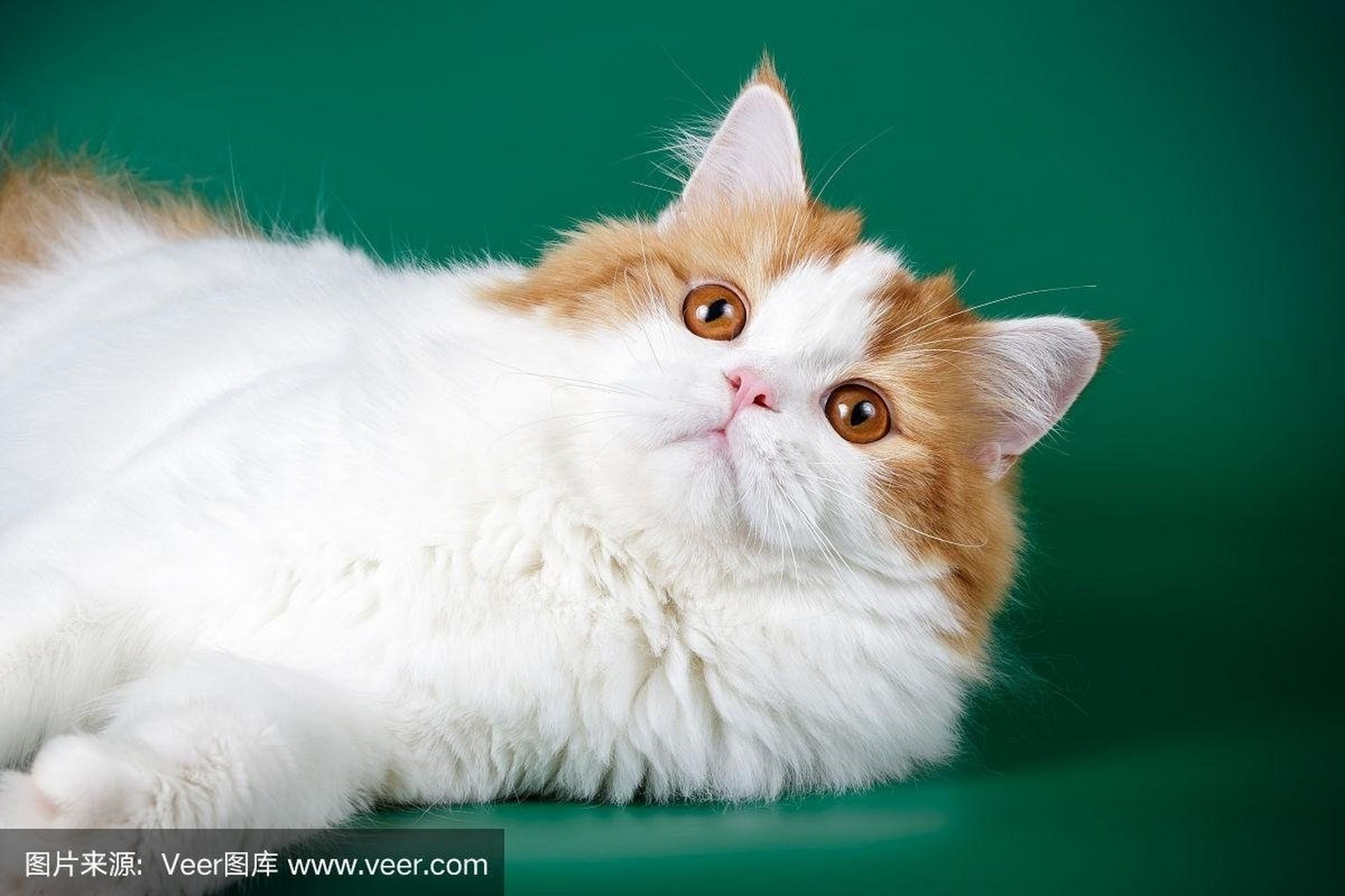 96 遇见可爱的波斯猫,仿佛整个世界都温柔了!