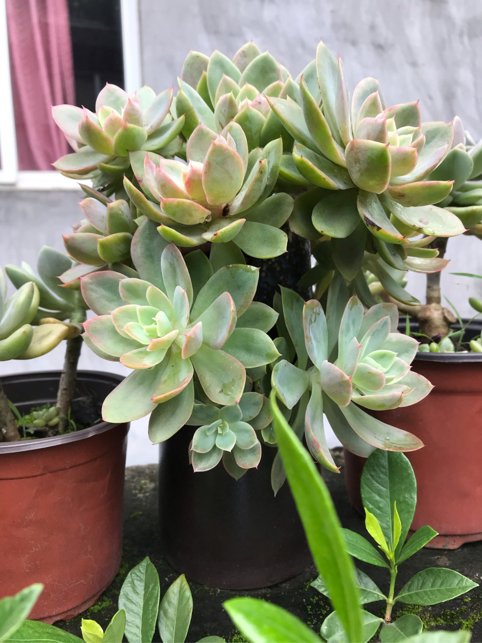 夏天依旧有颜值的丝绸面纱