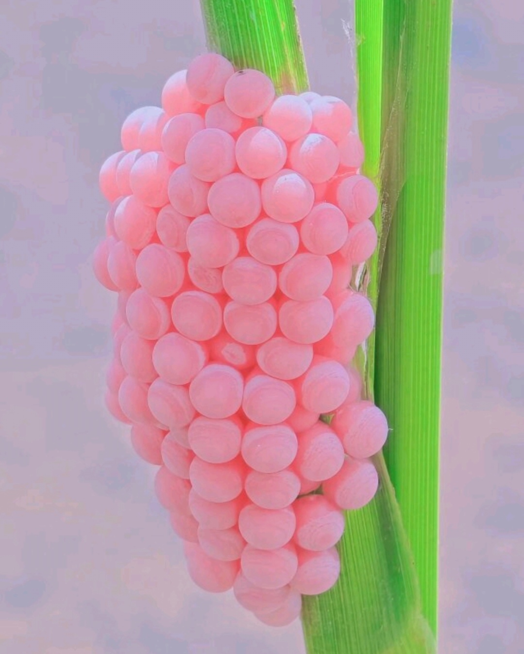 长得好像粉色葡萄,有谁知道这是什么水果吗?为什么长在田里