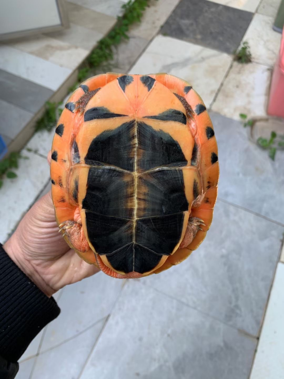 心经超度小动物的简单介绍