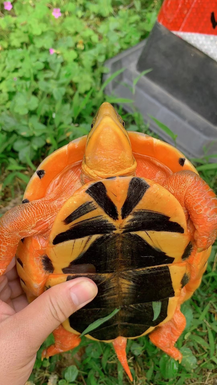 金钱龟又称三线闭壳龟,有着"招财进宝"之美意,"吉祥长寿"之象征,已被