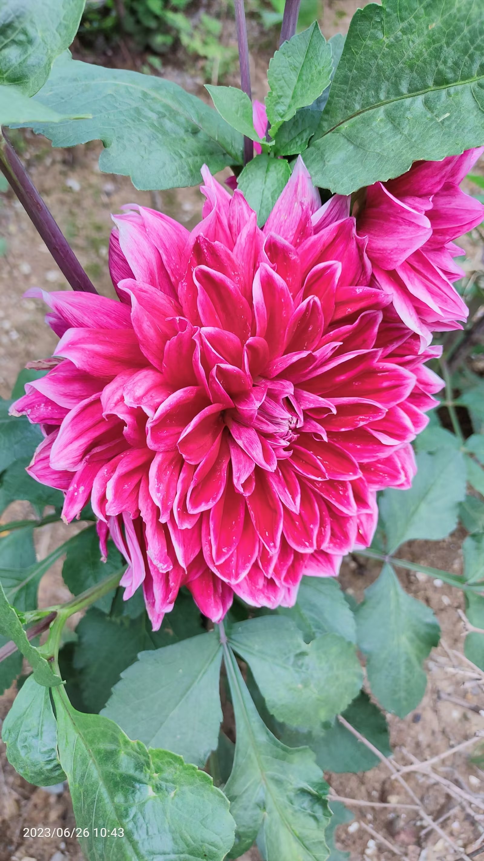 千娇百媚!～东洋菊