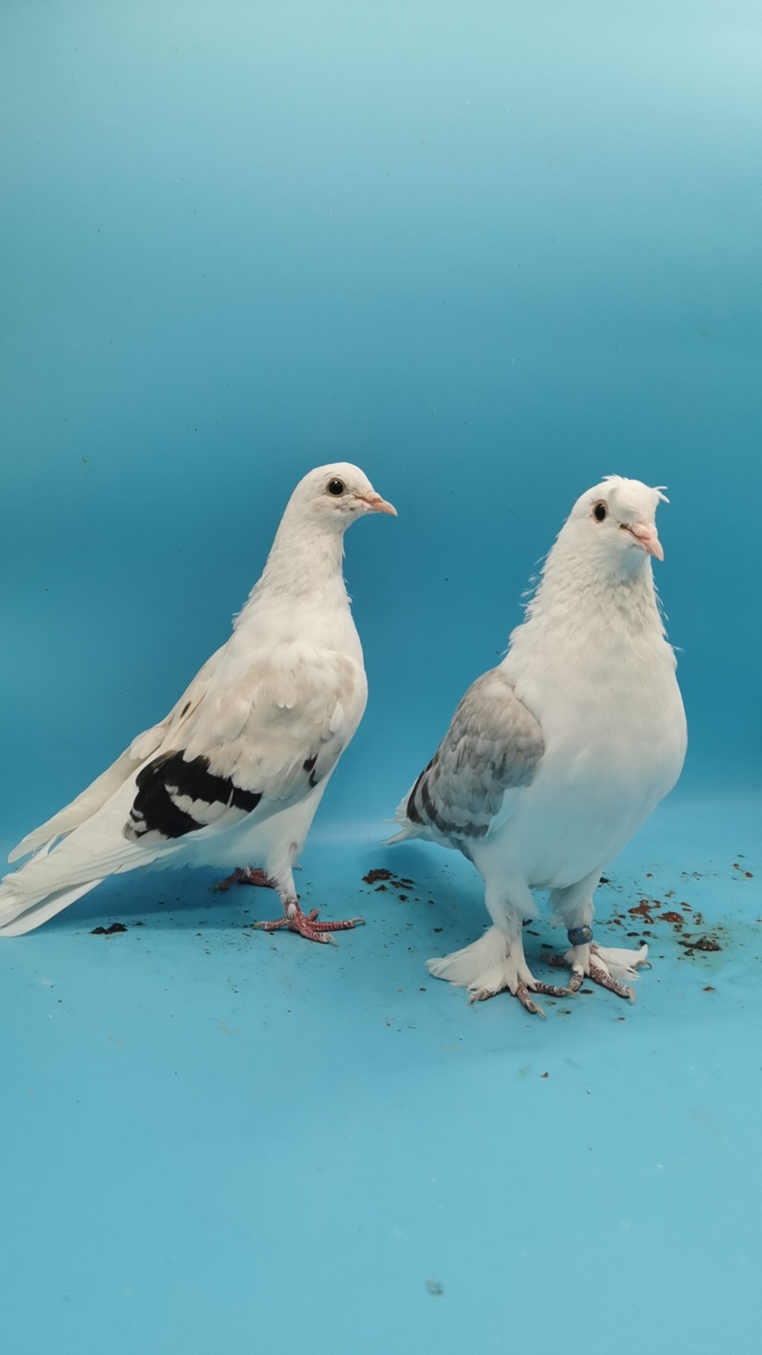 新疆本土古老品种鸽子,翻翻鸽,也叫空中芭蕾,颜色多种多样