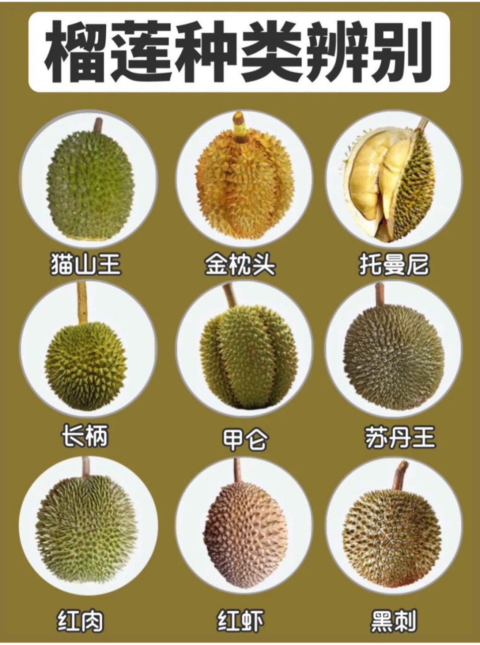 榴莲种类辨别,3种人群需多吃榴莲正当时~ 爱吃的人是真爱吃,不爱吃的