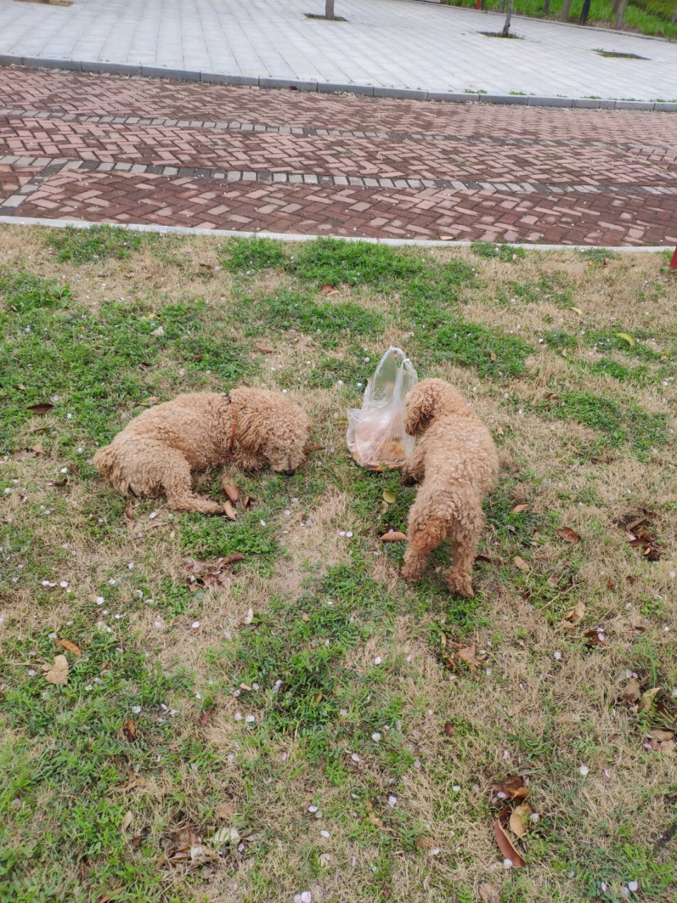 一起來養寵物吧#我第一次餵狗,我用真心愛的狗兒,如同我的兒子一般